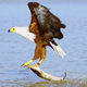 Illustration for article titled 6 Birds That Need To Be Reminded Flying Is A Privilege, Not A Right